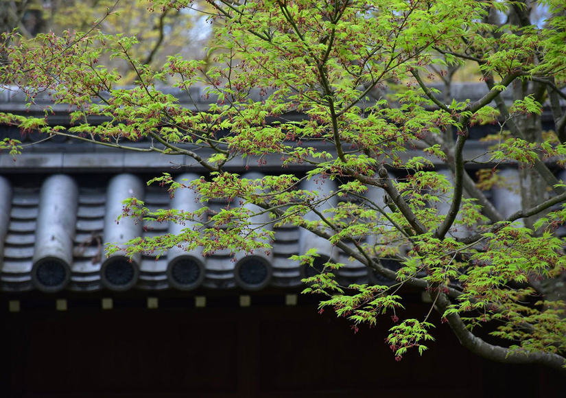 kyoto-maplebudding.jpg