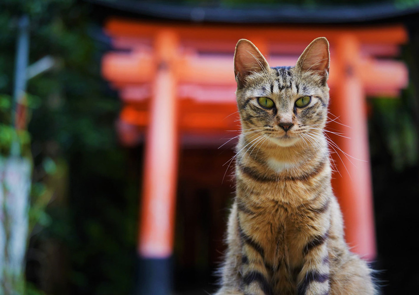 kyoto-inaricat.jpg